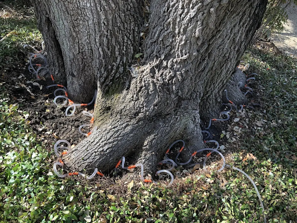 Detailed Tree Cabling and Bracing job site in Charter Oak