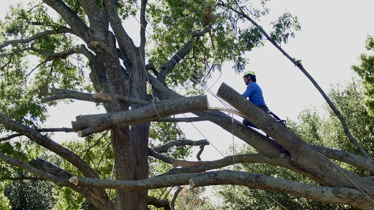 Professional Hazardous Tree Removal performed by certified arborists in Charter Oak