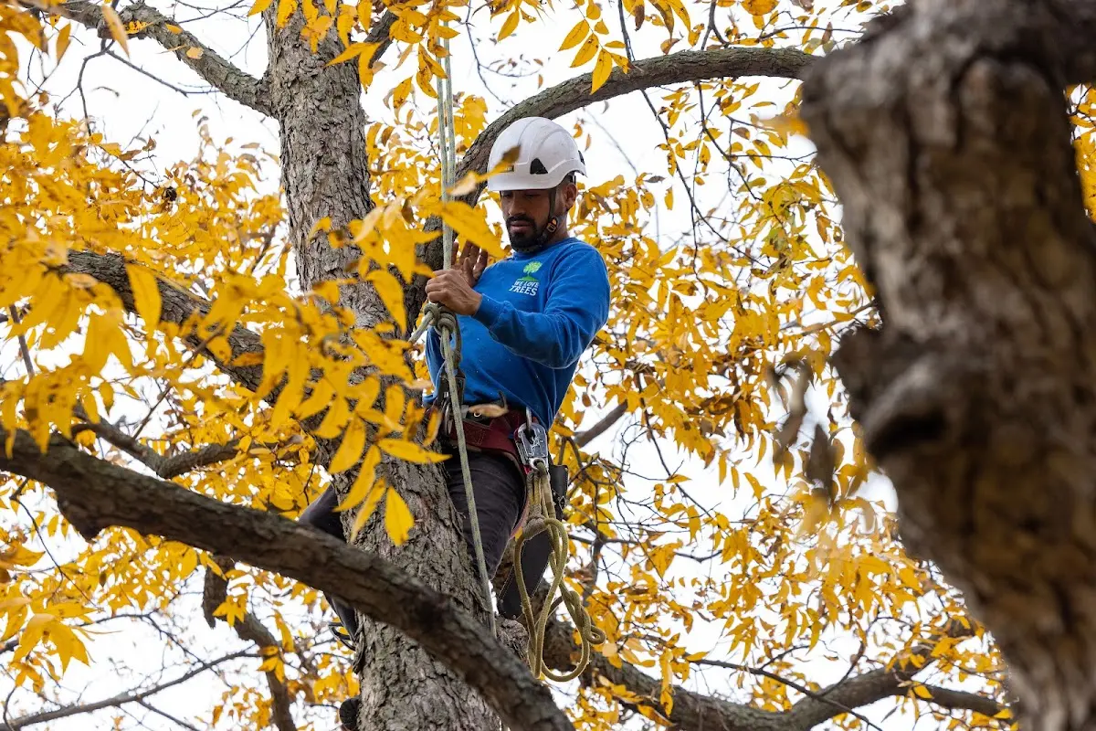 Skilled Tree Transplanting crew working in Charter Oak