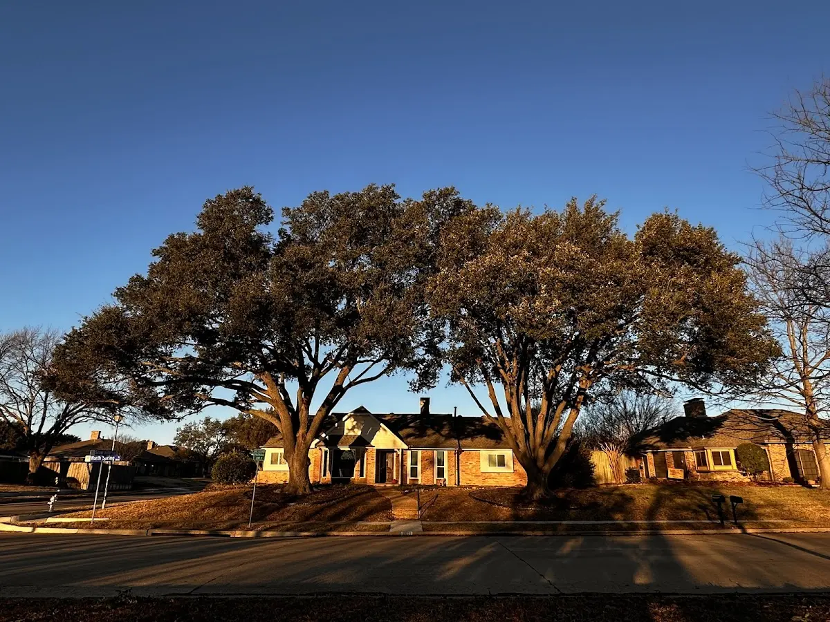 Established residential canopy tree shading a home in Charter Oak