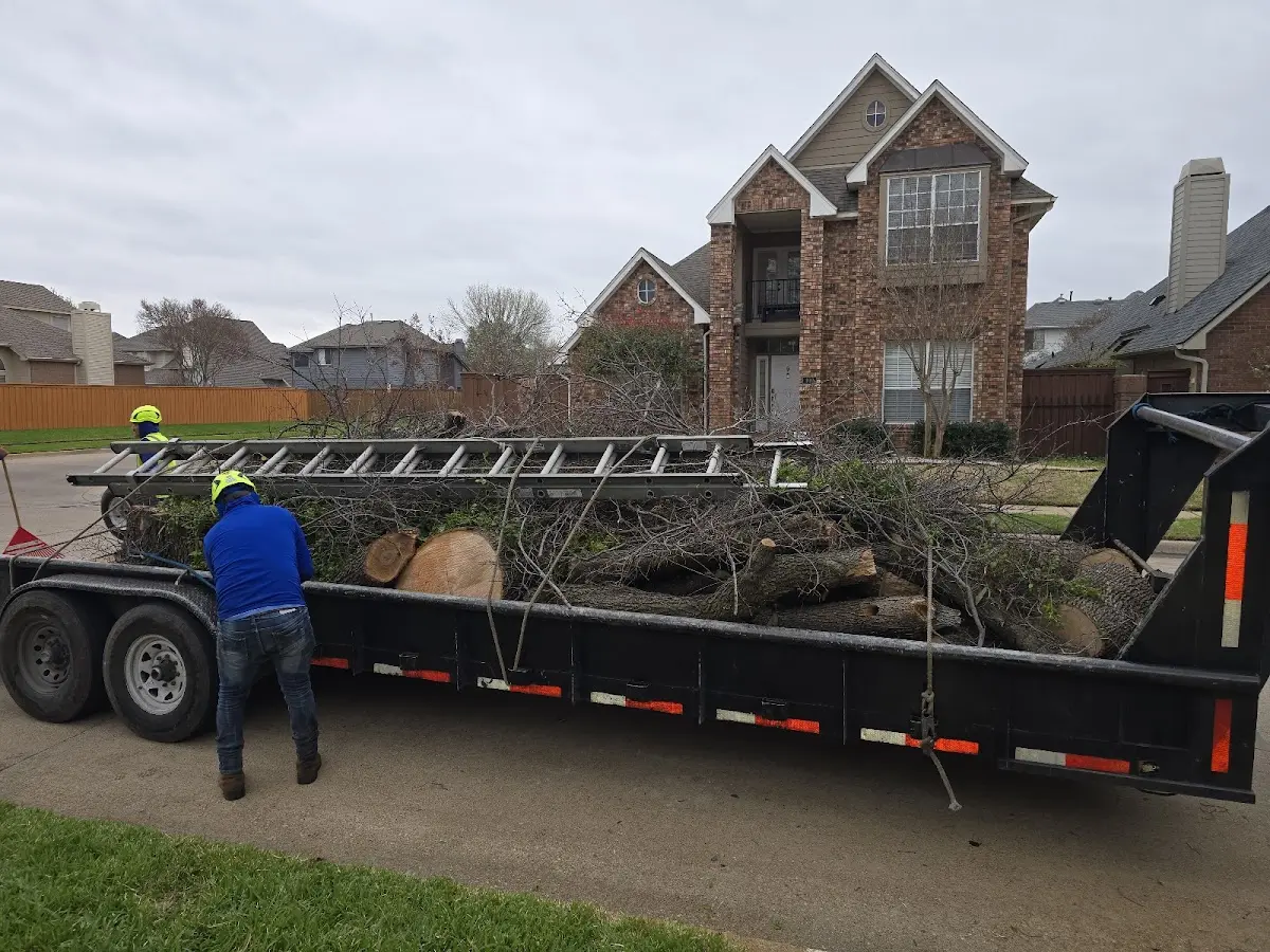 Expert Tree Fertilization with proper safety equipment in Charter Oak